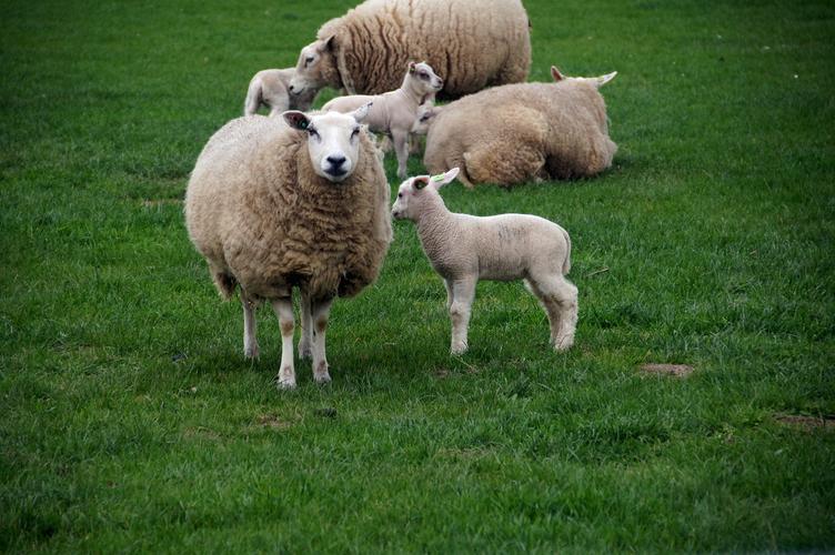 温顺的小羊图片家畜羊